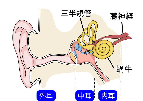 耳の構造_三半規管_蝸牛_聴神経