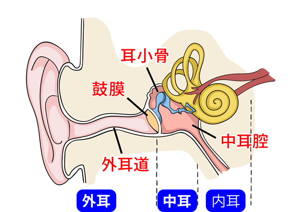 耳の構造_外耳_中耳