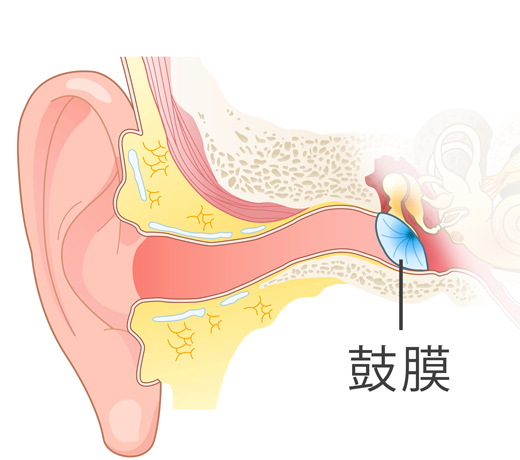 耳の構造、鼓膜