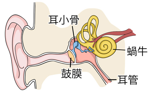 中耳の構造