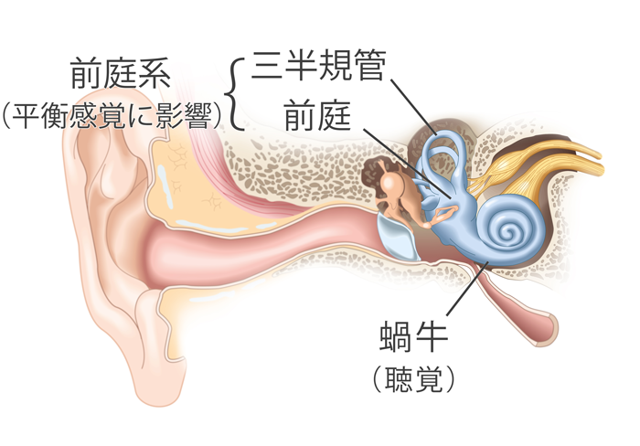 耳の構造、蝸牛、前庭、三半規管
